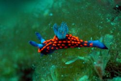 This small nudibranch (15 mm) is a Nembrotha sp found in ... by Ugo Gaggeri 